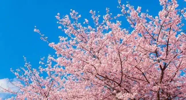 Todo lo que necesitas sobre Sakura – los cerezos en flor japoneses ...