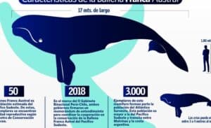 Conoce las características de la ballena Franca Austral que parió ...