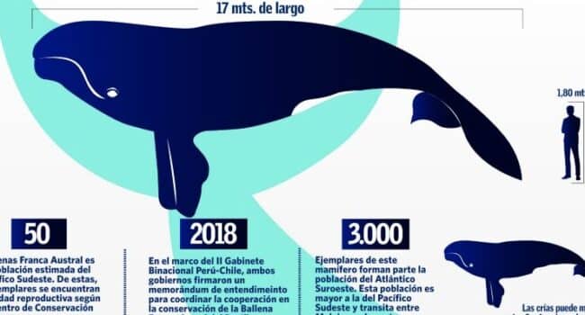 Conoce las características de la ballena Franca Austral que parió ...