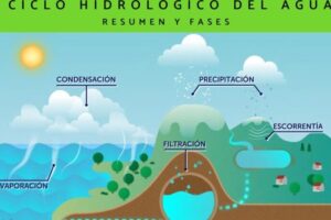 Etapas del Ciclo Hidrológico: Un Recorrido Completo por la ...