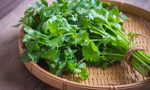 Cilantro, la hierba aromática imprescindible en la cocina latinoamericana y  oriental: qué es, cómo ...