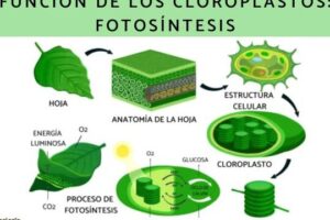 Cloroplastos: qué son, estructura y función - Resumen y esquema