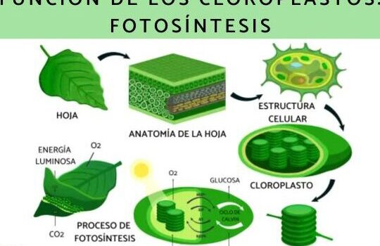 Cloroplastos: qué son, estructura y función - Resumen y esquema