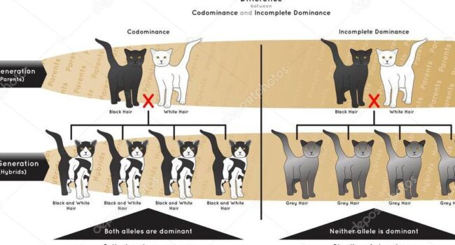 Diferencia Entre Codominancia Dominación Incompleta Infografía ...