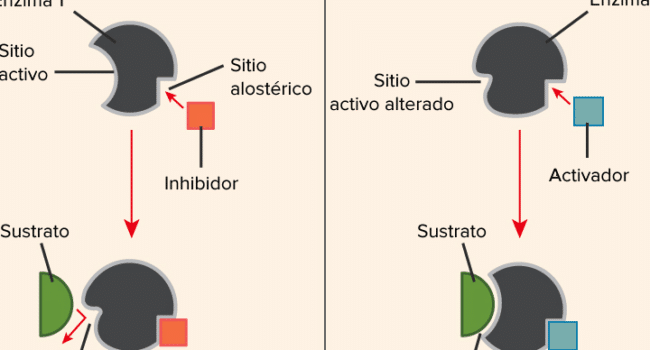 Regulación enzimática (artículo) | Khan Academy