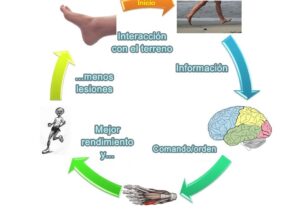 Qué es la propiocepción? - Fisioterapia para fisioterapeutas y ...