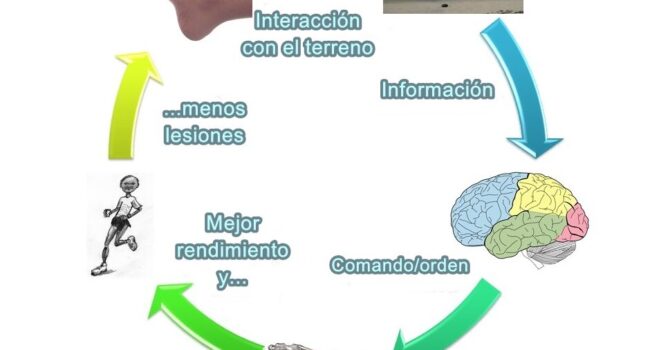 Qué es la propiocepción? - Fisioterapia para fisioterapeutas y ...