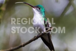 Regional Stock | Colibrí Esmeralda Andina saboreando el néctar en ...