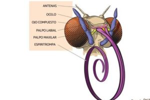 El equilibrio microbiano de la abeja melífera y la colmena