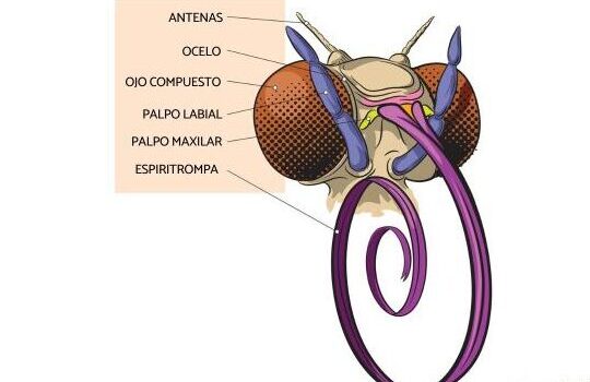 El equilibrio microbiano de la abeja melífera y la colmena