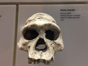 Homo erectus - Qué es, características, importancia y evolución