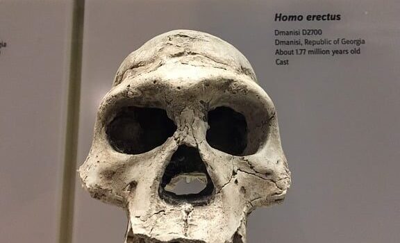 Homo erectus - Qué es, características, importancia y evolución