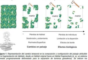 ▷ ¿Qué es la Fragmentación de Hábitats? Causas y Consecuencias