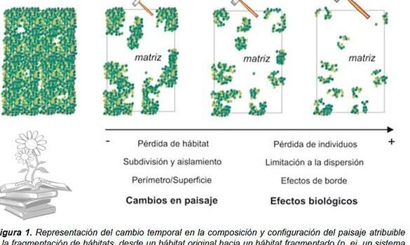 ▷ ¿Qué es la Fragmentación de Hábitats? Causas y Consecuencias