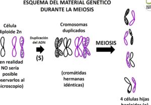 División celular II - Acerca Ciencia