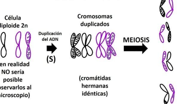 División celular II - Acerca Ciencia