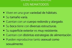 Qué son los nematodos: características, clasificación y ejemplos ...