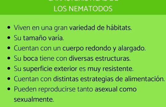 Qué son los nematodos: características, clasificación y ejemplos ...