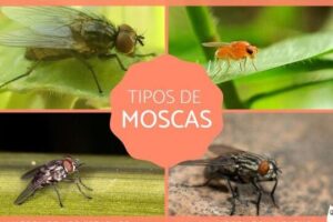 Tipos de MOSCAS - Características y dónde viven