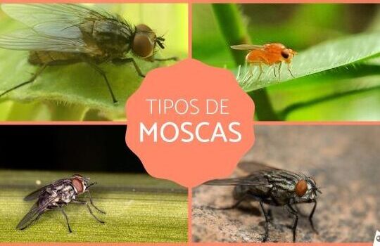 Tipos de MOSCAS - Características y dónde viven