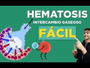 Cómo se realiza la DIFUSIÓN de GASES en el sistema respiratorio ...