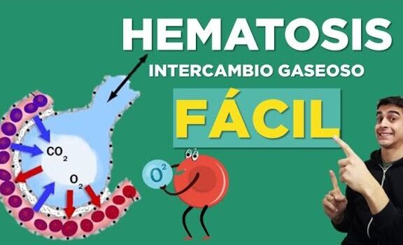 Cómo se realiza la DIFUSIÓN de GASES en el sistema respiratorio ...