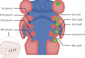 Aparato Branquial y Arcos Aórticos | Concise Medical Knowledge