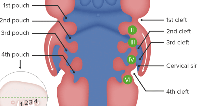 Aparato Branquial y Arcos Aórticos | Concise Medical Knowledge