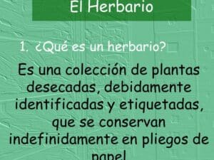 El Herbario Principios generales y métodos para elaborar un ...