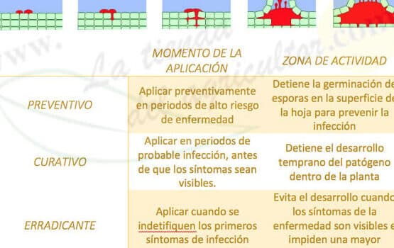 Informe técnico-científico sobre el uso e impactos del herbicida ...