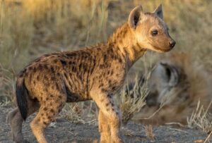 Cuidador del zoológico: características de la hiena | Nubika