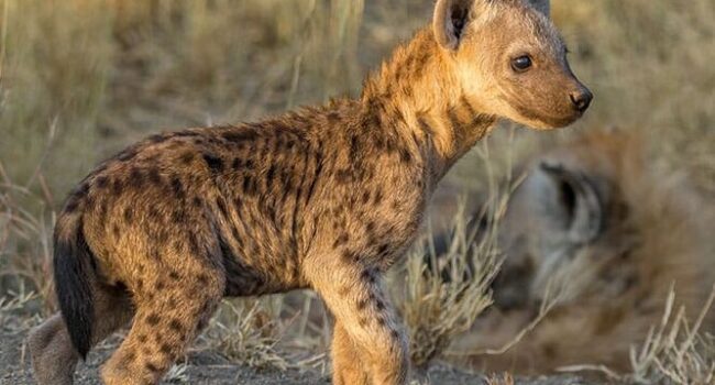 Cuidador del zoológico: características de la hiena | Nubika