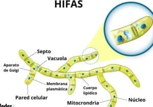 Hifas: qué son, características, estructura, funciones, tipos