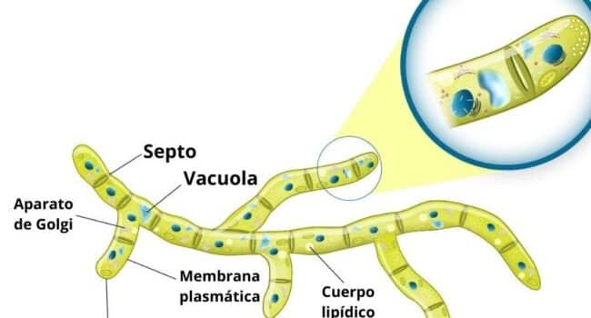 Hifas: qué son, características, estructura, funciones, tipos