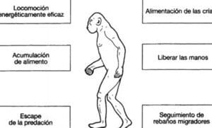 Evolucion humana - Roger Lewin