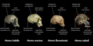 Homo - Wikipedia, la enciclopedia libre