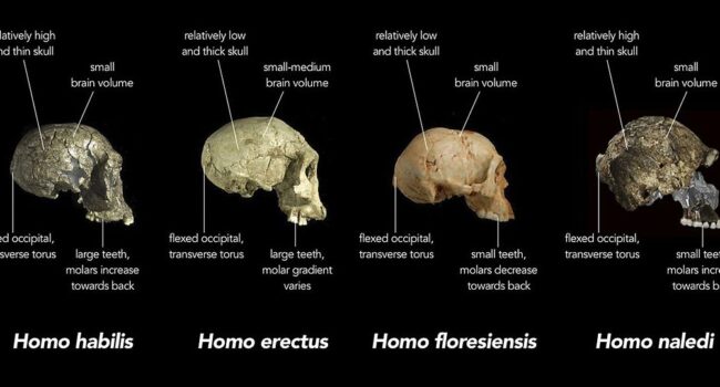 Homo - Wikipedia, la enciclopedia libre