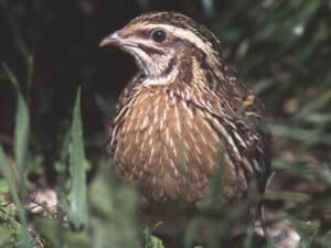 Coturnix coturnix - Wikipedia, la enciclopedia libre