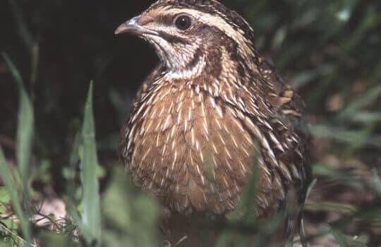 Coturnix coturnix - Wikipedia, la enciclopedia libre