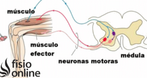 Impulso nervioso | Qué es, mecanismo de acción, dónde se produce y ...