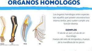 Qué son los órganos HOMÓLOGOS - Características y ejemplos