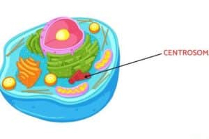 Centrosoma: función y estructura - Resumen