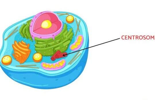 Centrosoma: función y estructura - Resumen