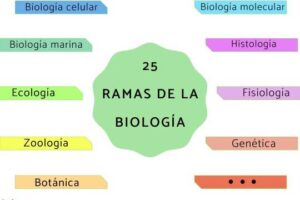 25 ramas de la biología y qué estudian - Conócelas aquí