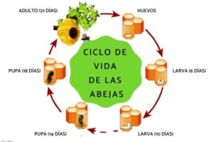 El ciclo de vida de las abejas - Fases y esquema