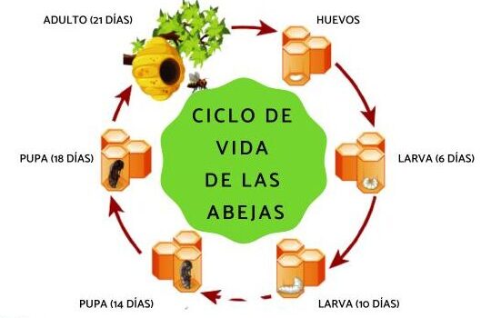 El ciclo de vida de las abejas - Fases y esquema