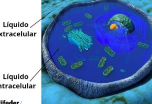 Líquido intracelular: características, composición, funciones