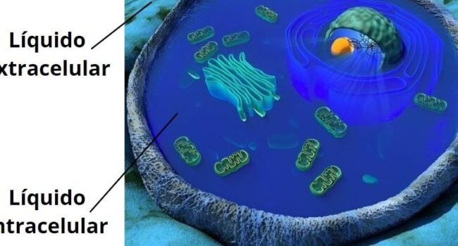 Líquido intracelular: características, composición, funciones