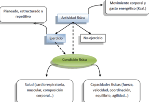 Actividad física, ejercicio y condición física. ¿Conocemos sus ...