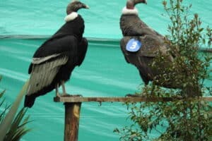 Estudio Servicio para el monitoreo de Cóndor Andino en ecosistema ...